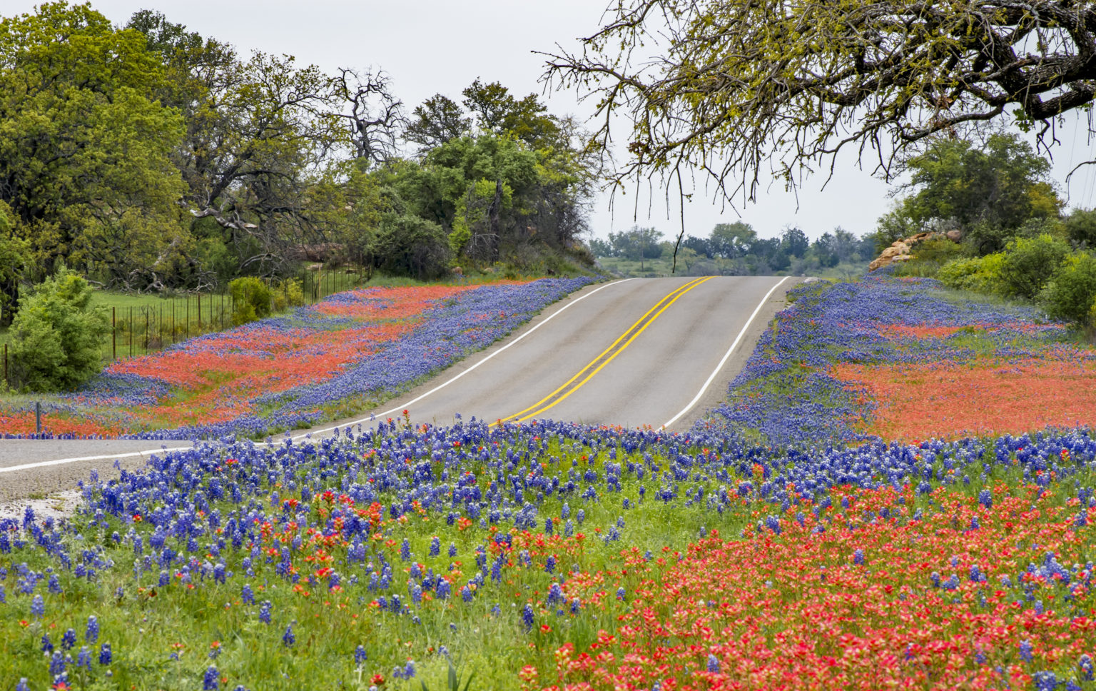 Spring wildflowers along Texas State Hwy 16 north of Fredricksburg