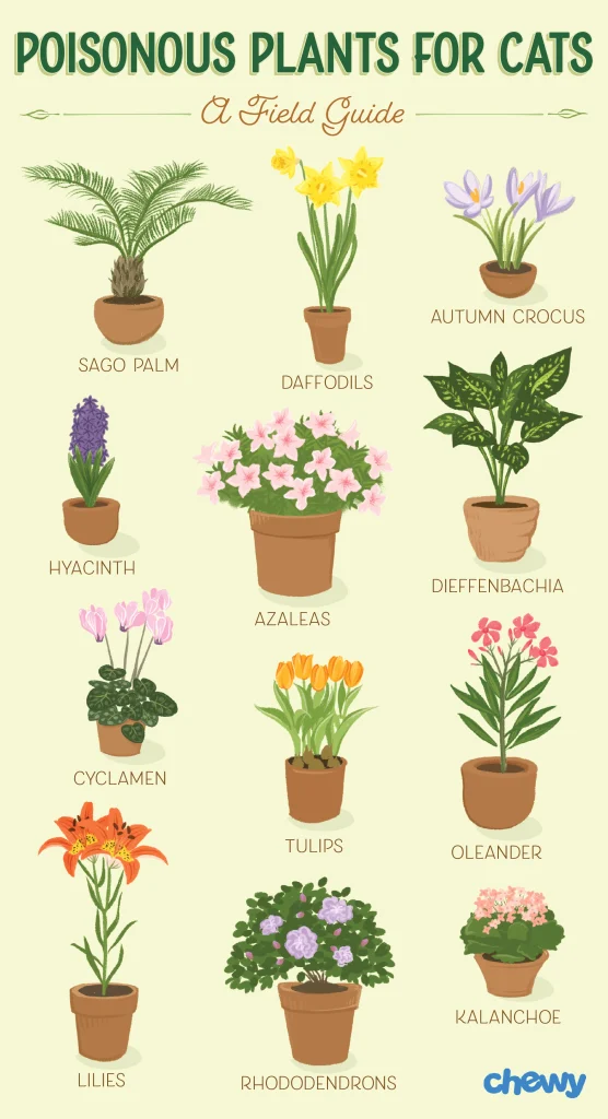 12 house plants that are poisonous to cats: sago palm, daffodils, autumn crocus, hyacinth, azaleas, dieffenbachia, cyclamen, tulips, oleander, lilies, rhododendrons, kalanchoe.
