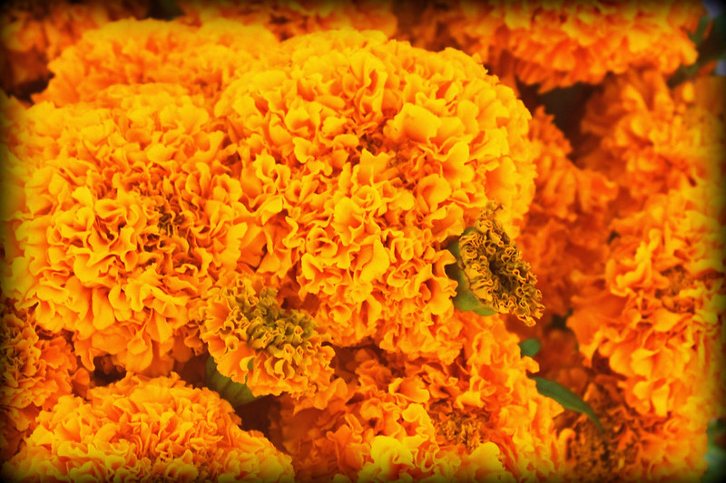 Close up of orange marigolds