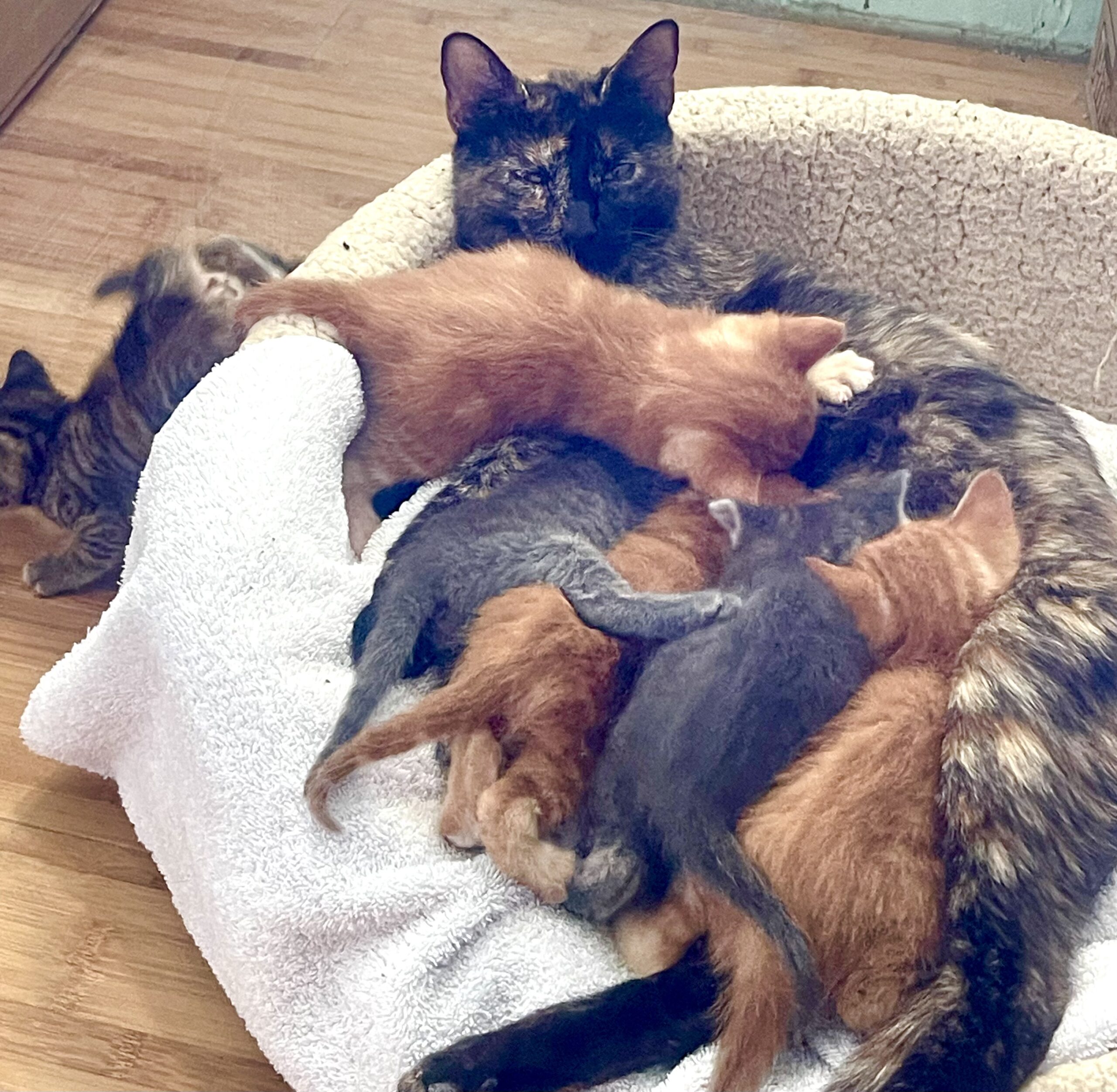 Tortie mother cat with her 6 kittens