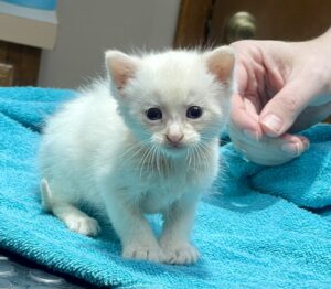 tiny flame point Siamese kitten