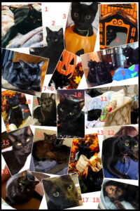 Many black cats