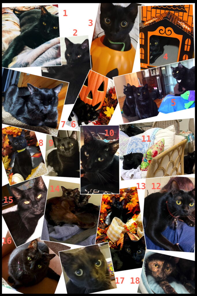 Black Cat Awareness Month