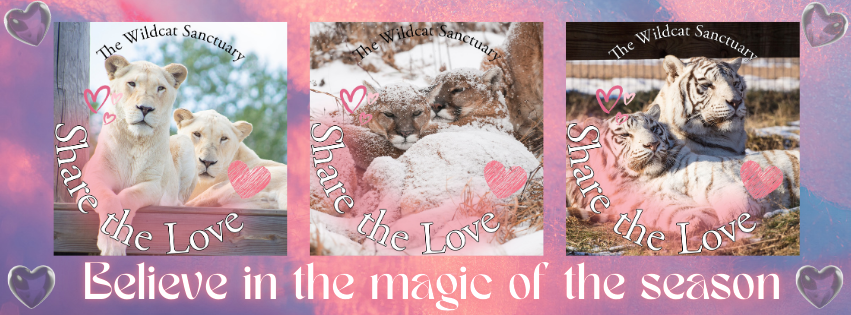 Big cat valentines from Wildcat Sanctuary: 2 white lions, 2 white tigers, 2 cougars