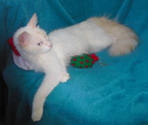 flame point Siamese with Christmas ornament and hat