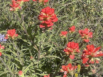 Closeup of Texas Paintbrushes, © M. R. Dimond