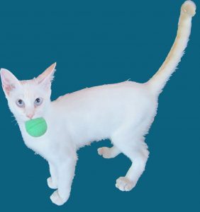 Flame point Siamese kitten holding a green ball in his teeth.